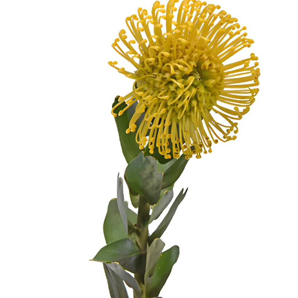 Pin Cushion Yellow Tropicals - alternative 1