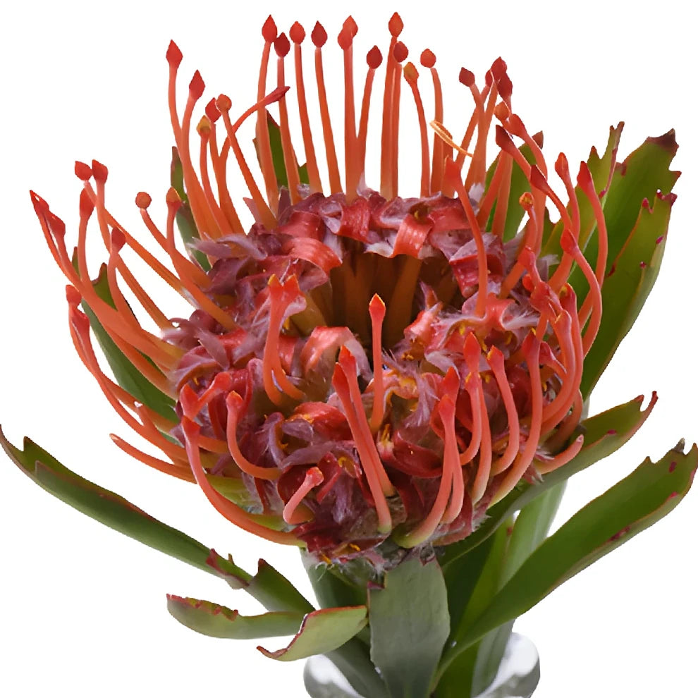 Pin Cushion Red Tropicals - main