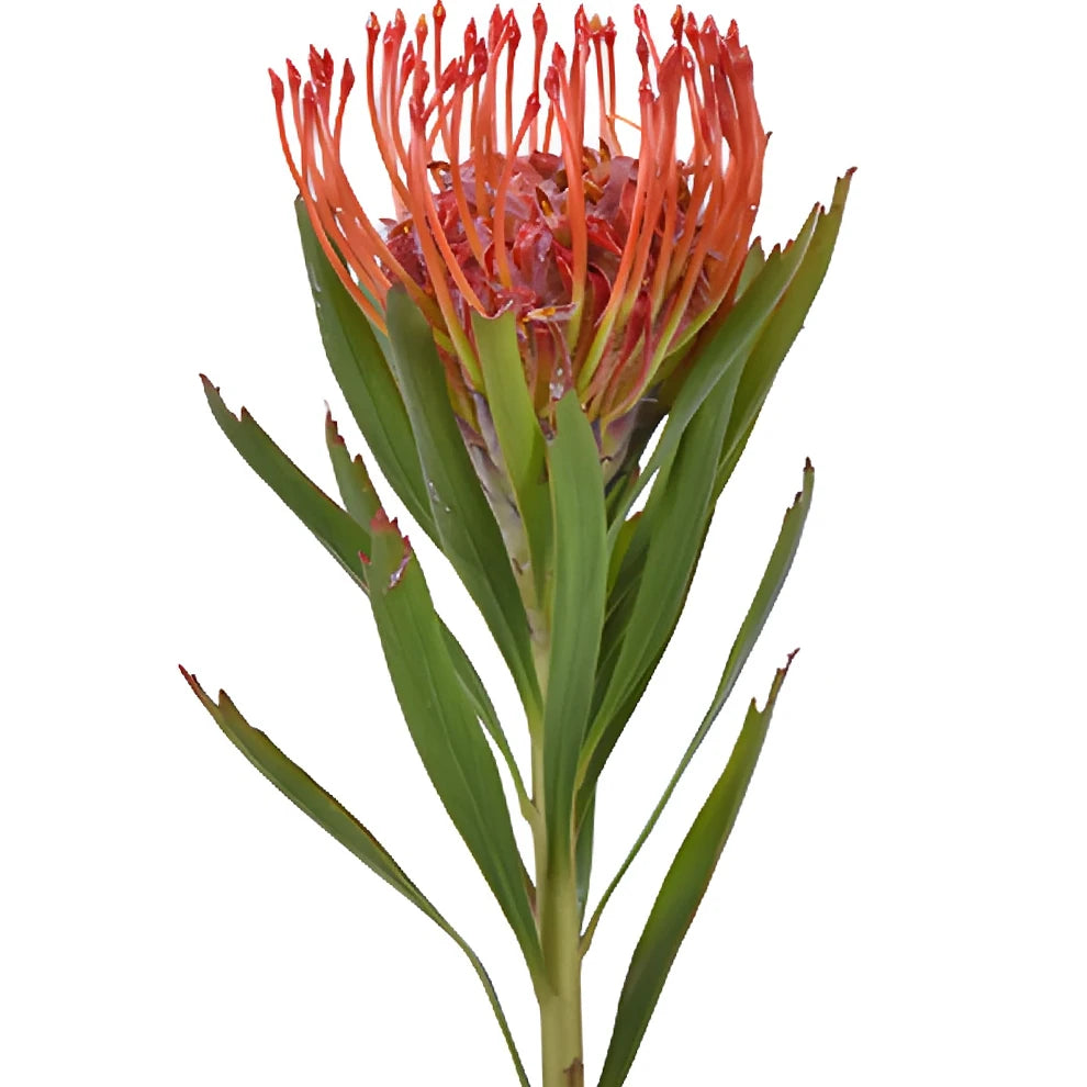 Pin Cushion Red Tropicals - alternative 1