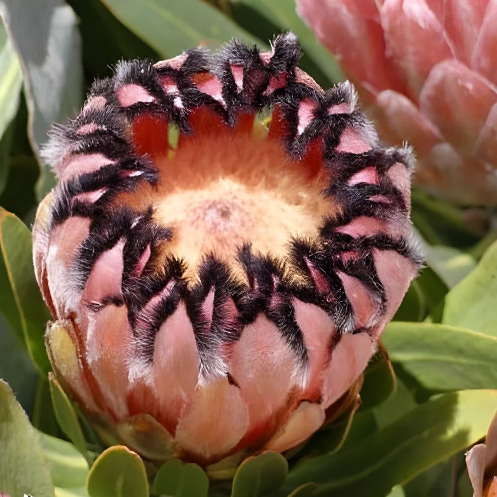 Protea Pink Mink Tropicals - alternative 1