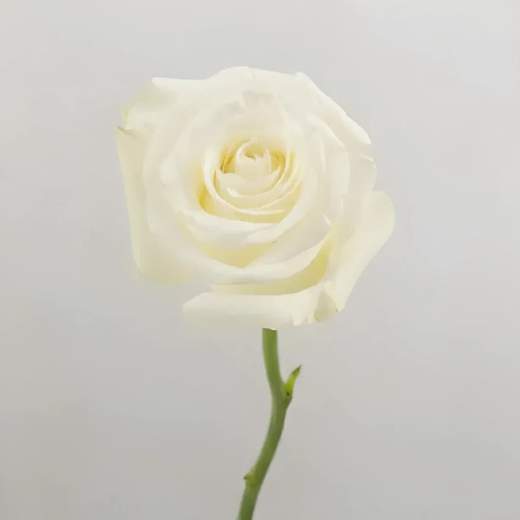 Proud Roses Standard - alternative 1