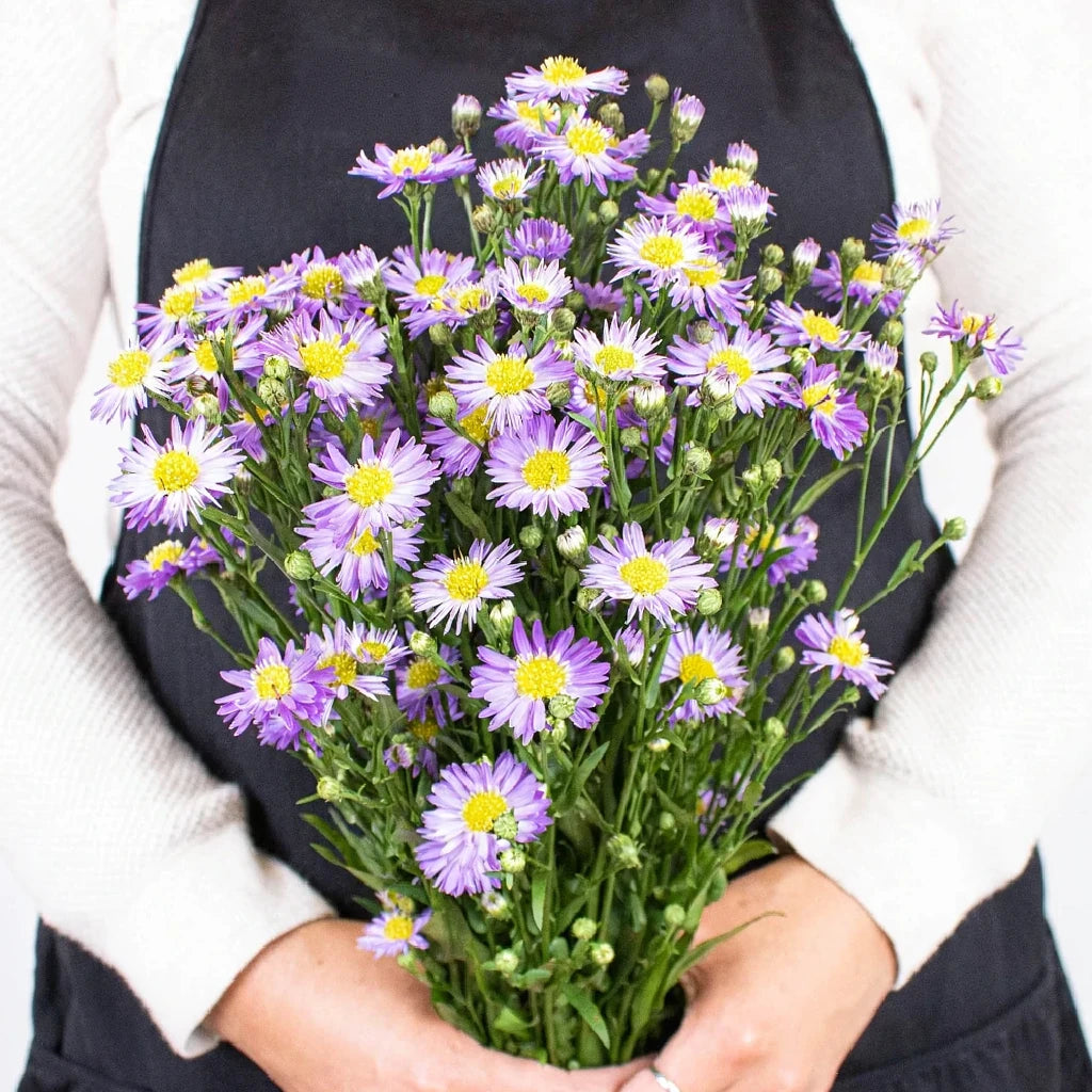 Purple Aster - alternative 1