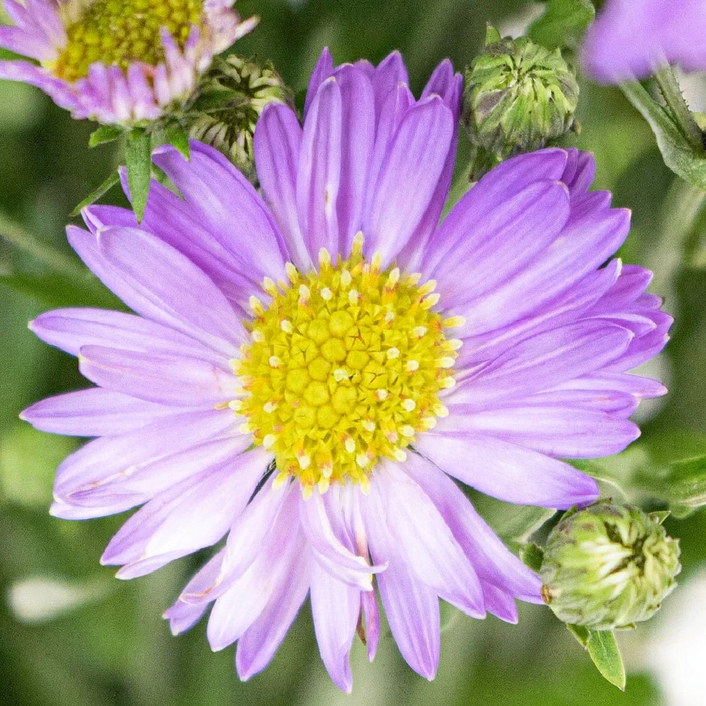 Purple Aster - main