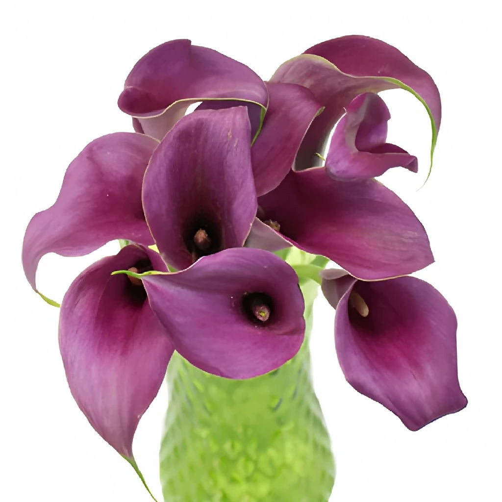 Purple Calla Lily Mini - alternative 1
