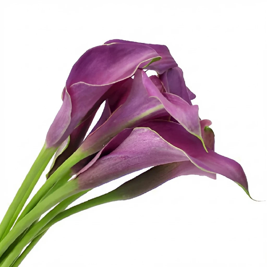 Purple Spirit Calla Lily Mini - alternative 3