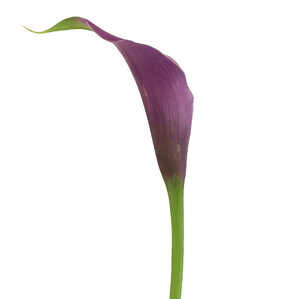 Purple Spirit Calla Lily Mini - main