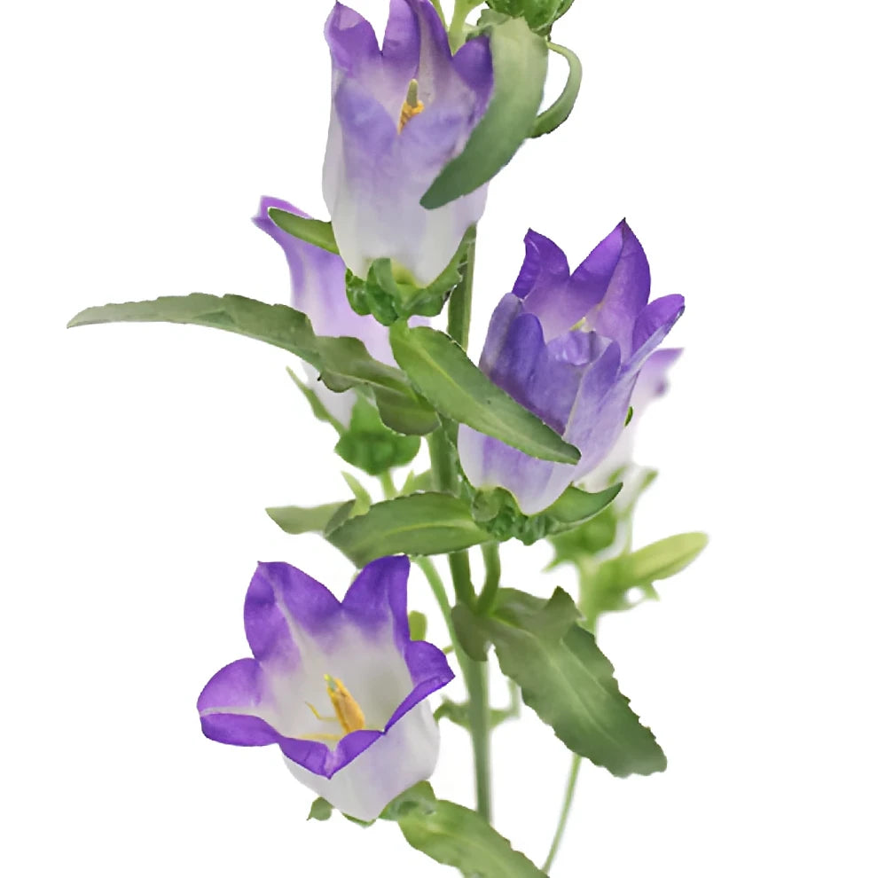 Purple Campanulas - alternative 1
