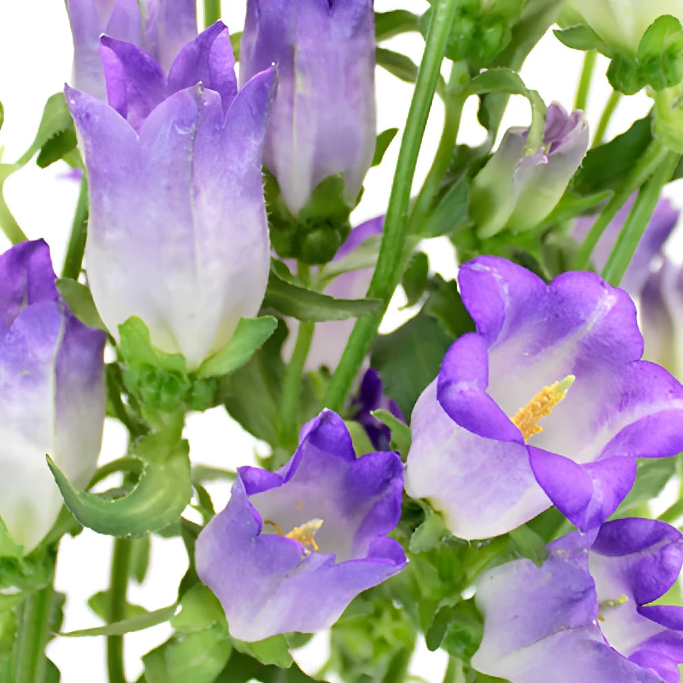Purple Campanulas - main