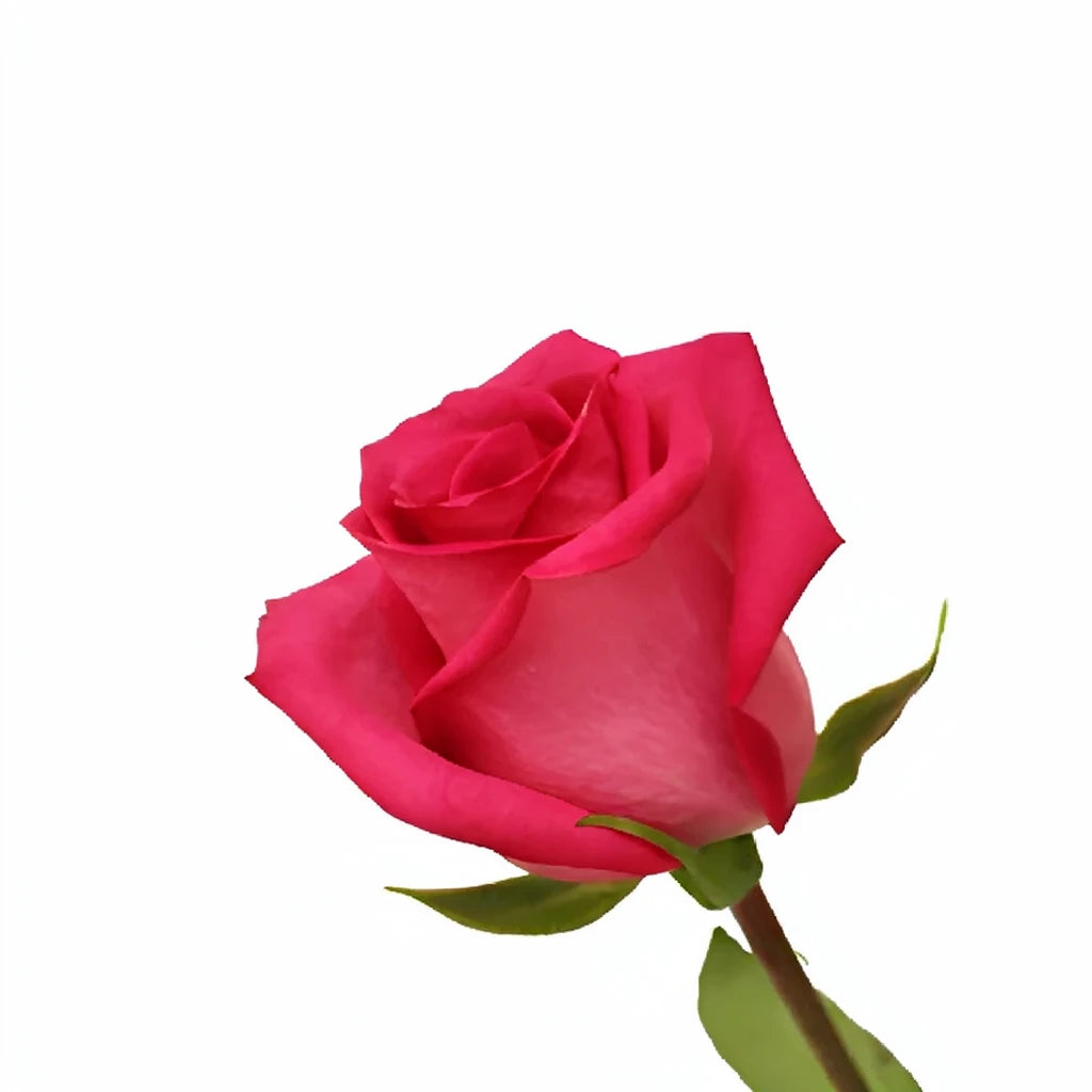 Purple Cezanne Roses Standard - main