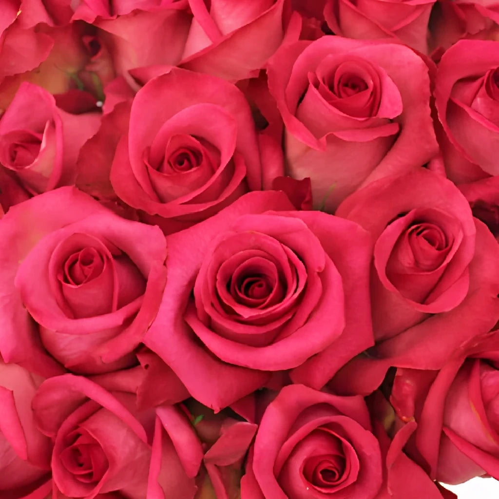Purple Cezanne Roses Standard - alternative 3