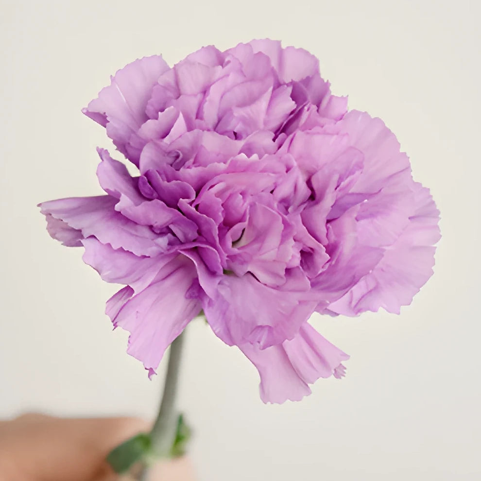 Moonlite Carnations - alternative 2