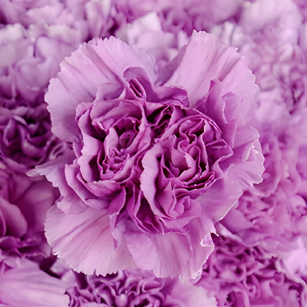 Moonlite Carnations - alternative 1
