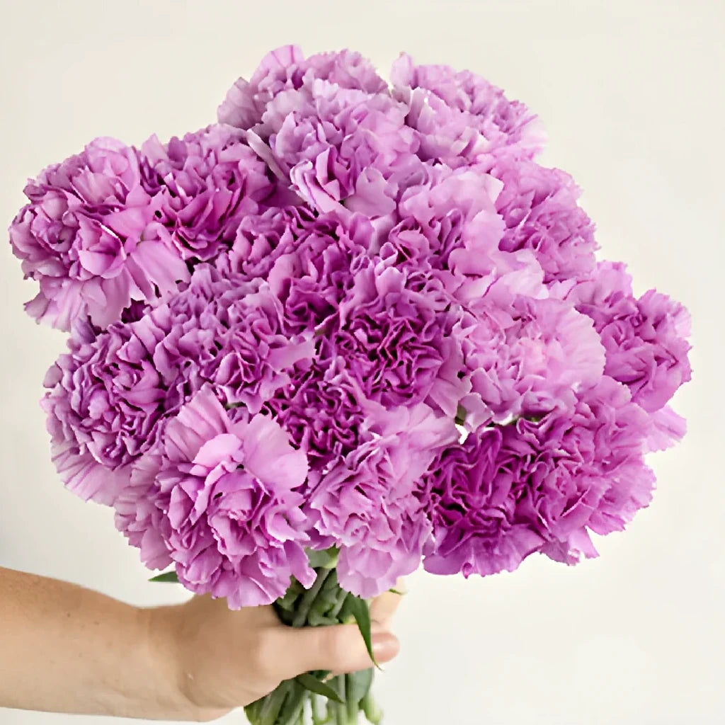 Moonlite Carnations - alternative 3