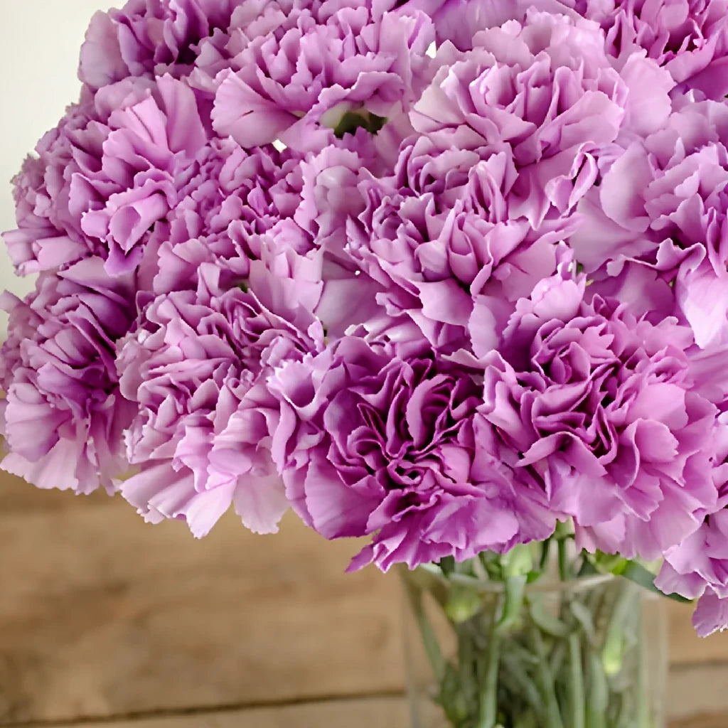 Moonlite Carnations - main