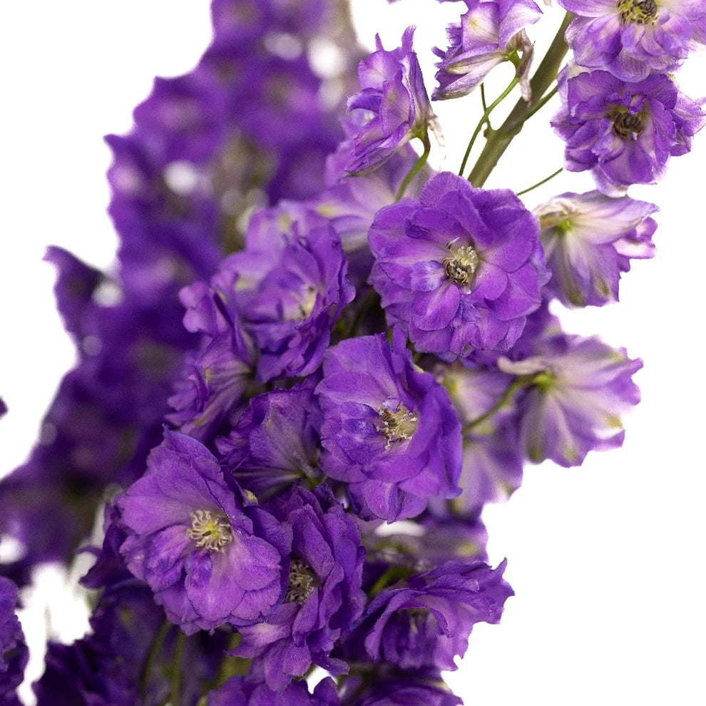 Black Night Delphinium - alternative 2