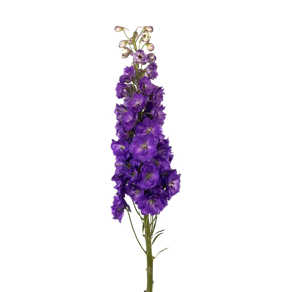 Black Night Delphinium - alternative 1