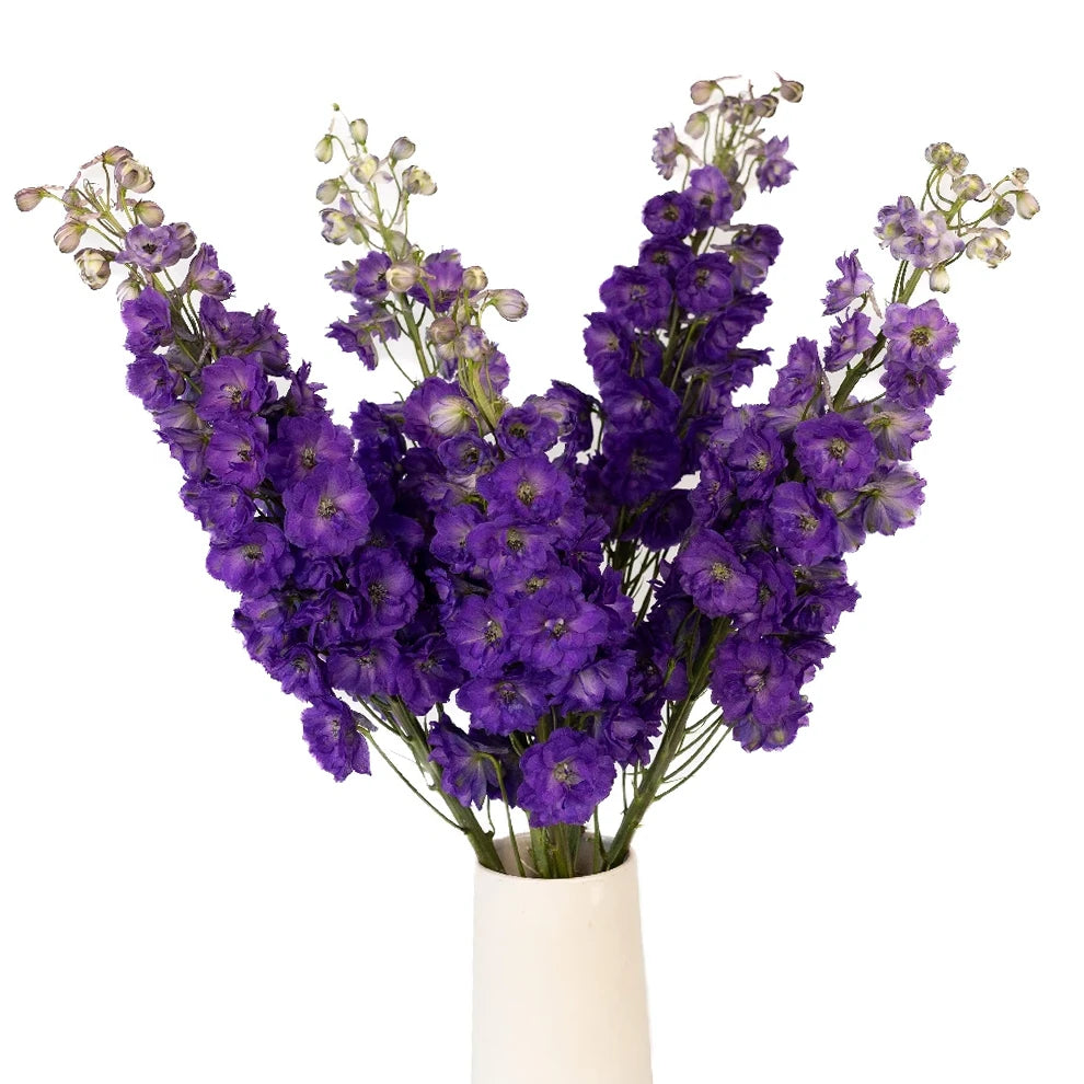 Black Night Delphinium - main