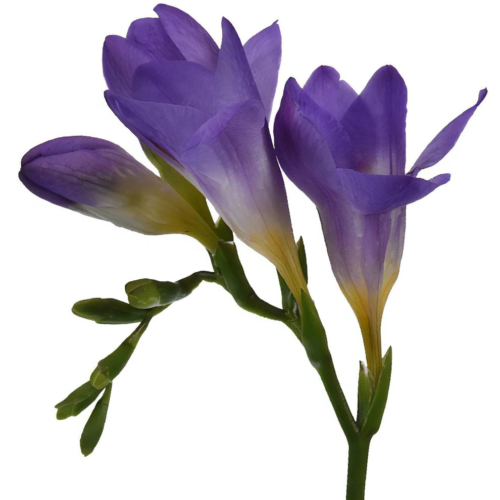 Purple Freesia - alternative 1
