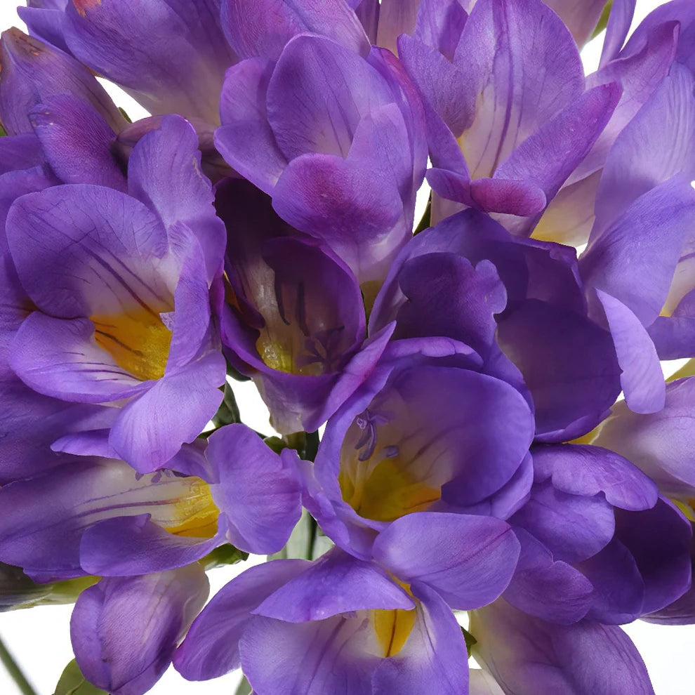 Purple Freesia - main