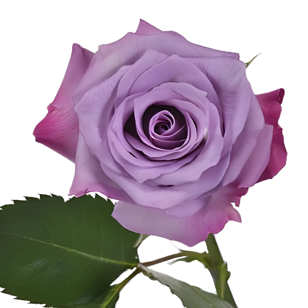 Purple Haze Roses Standard - main