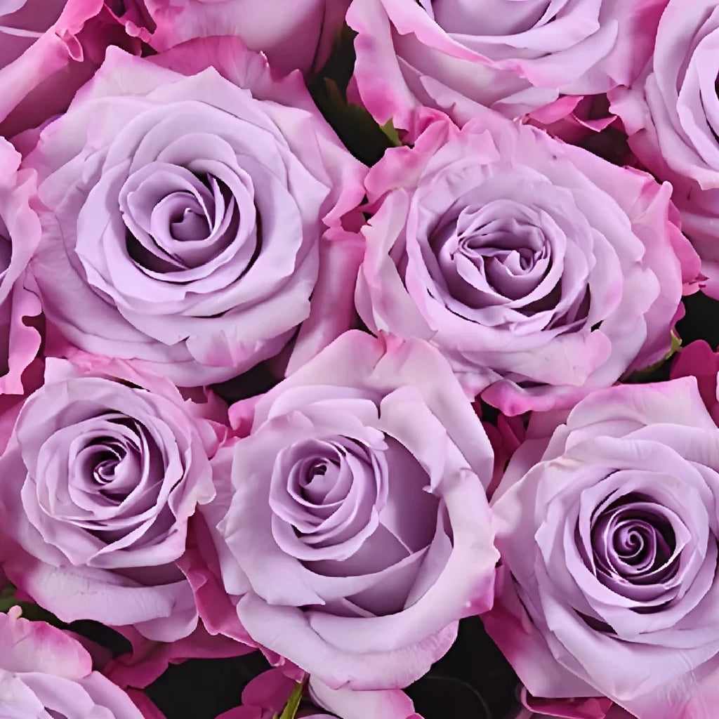 Purple Haze Roses Standard - alternative 1