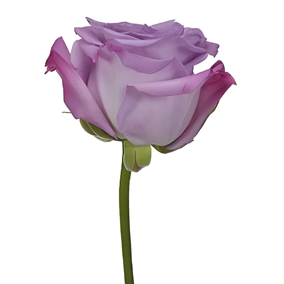 Purple Haze Roses Standard - alternative 2