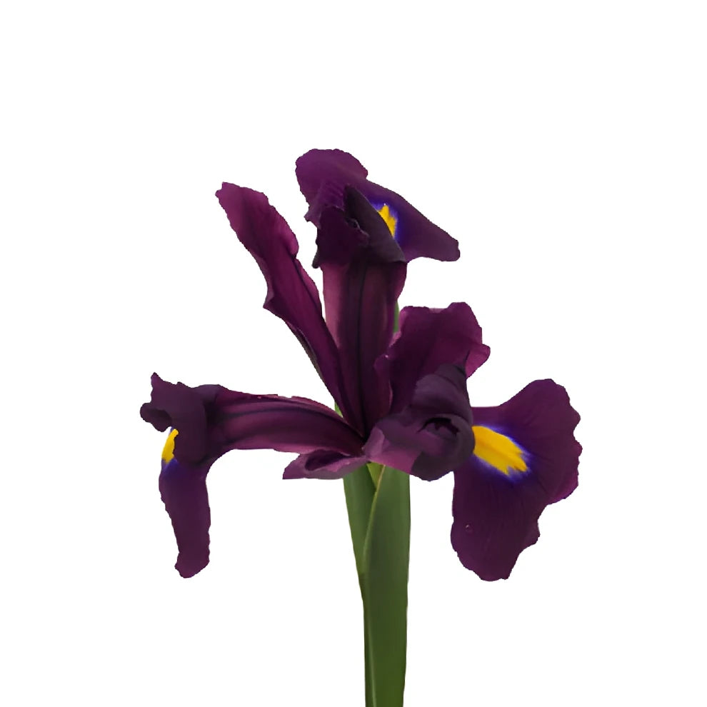 Purple Iris - main