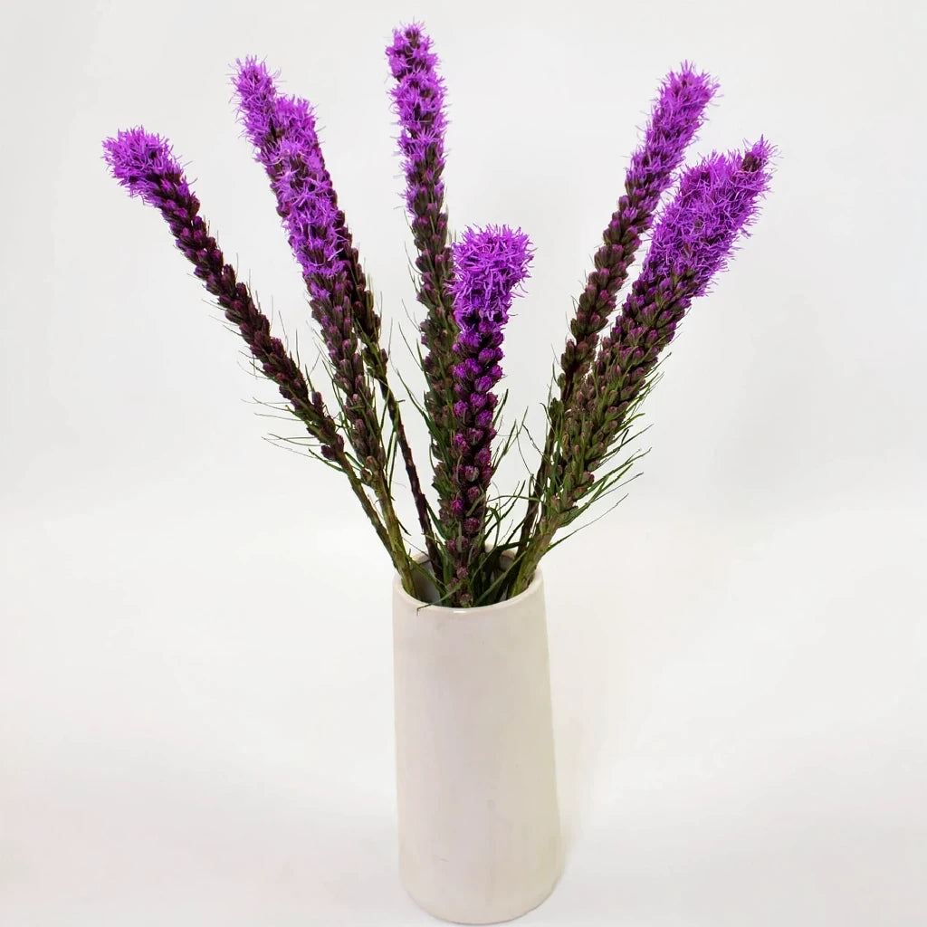 Purple Liatris - alternative 1