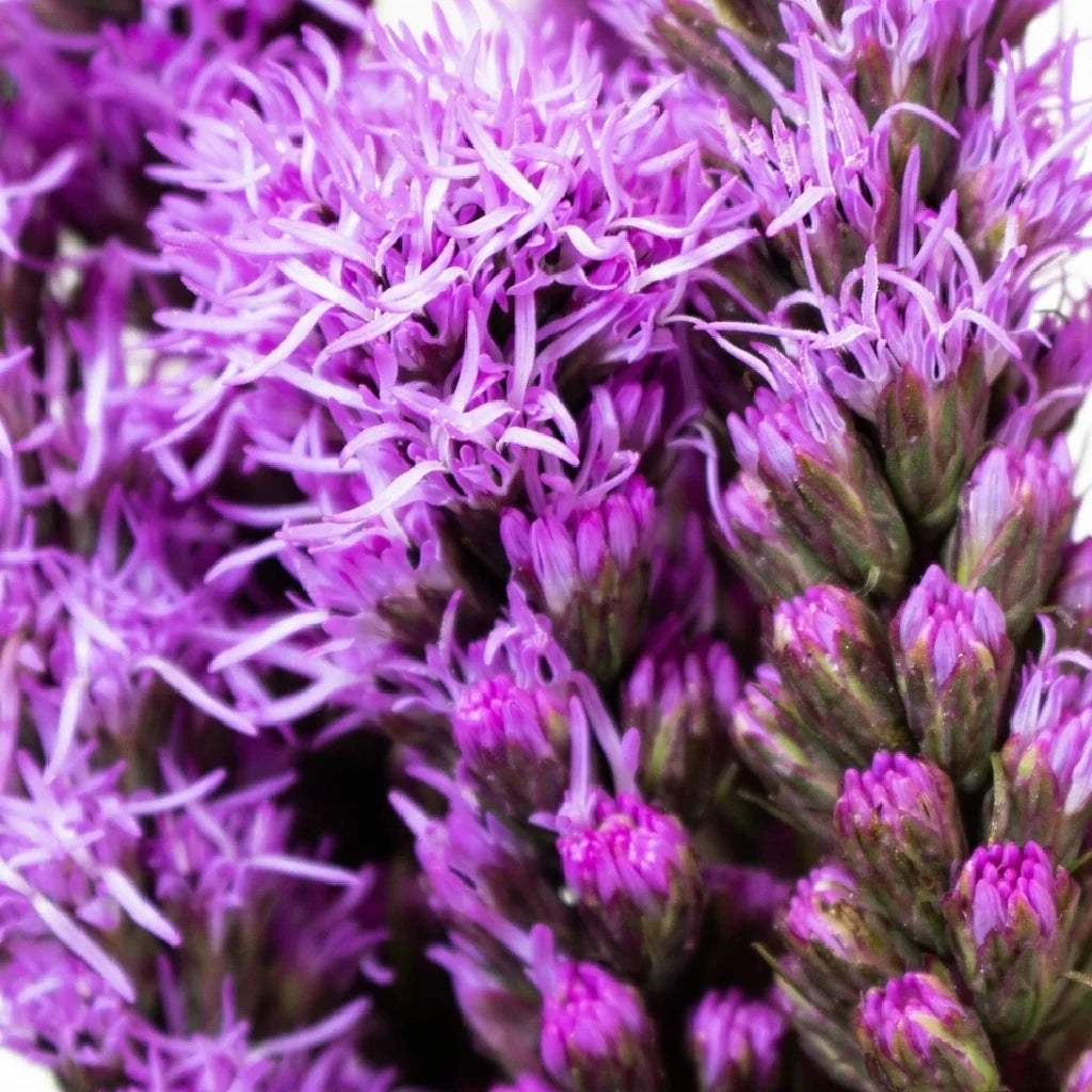 Purple Liatris - main