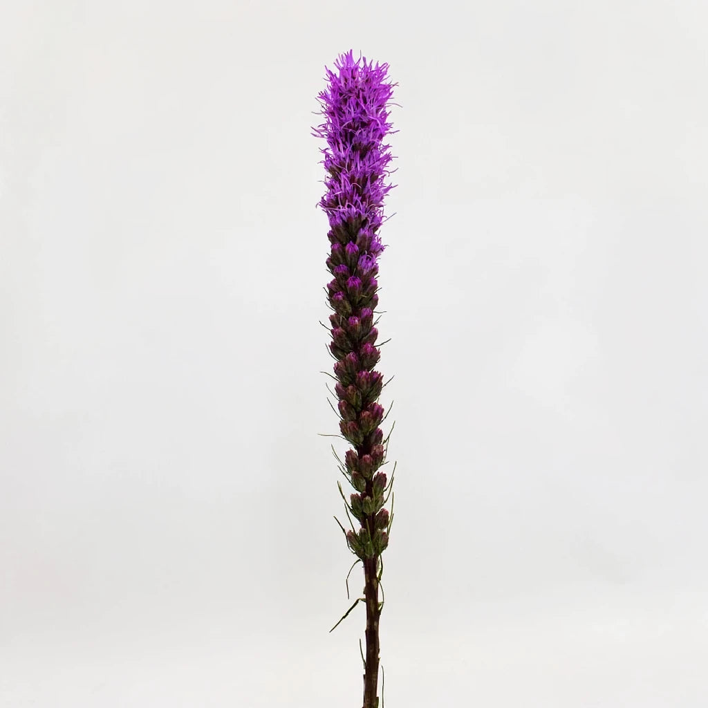 Purple Liatris - alternative 2