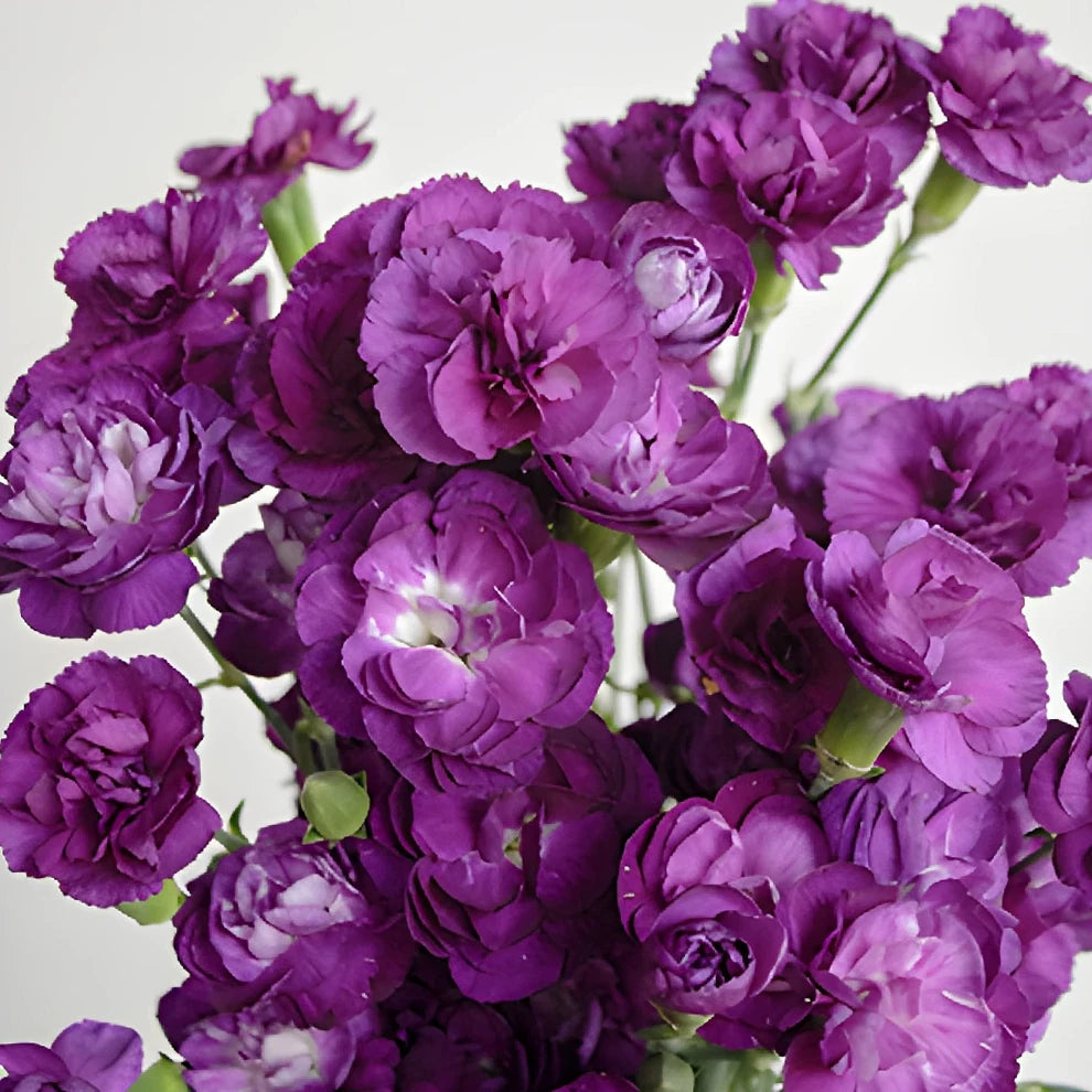 Moonique Carnations Mini - alternative 3