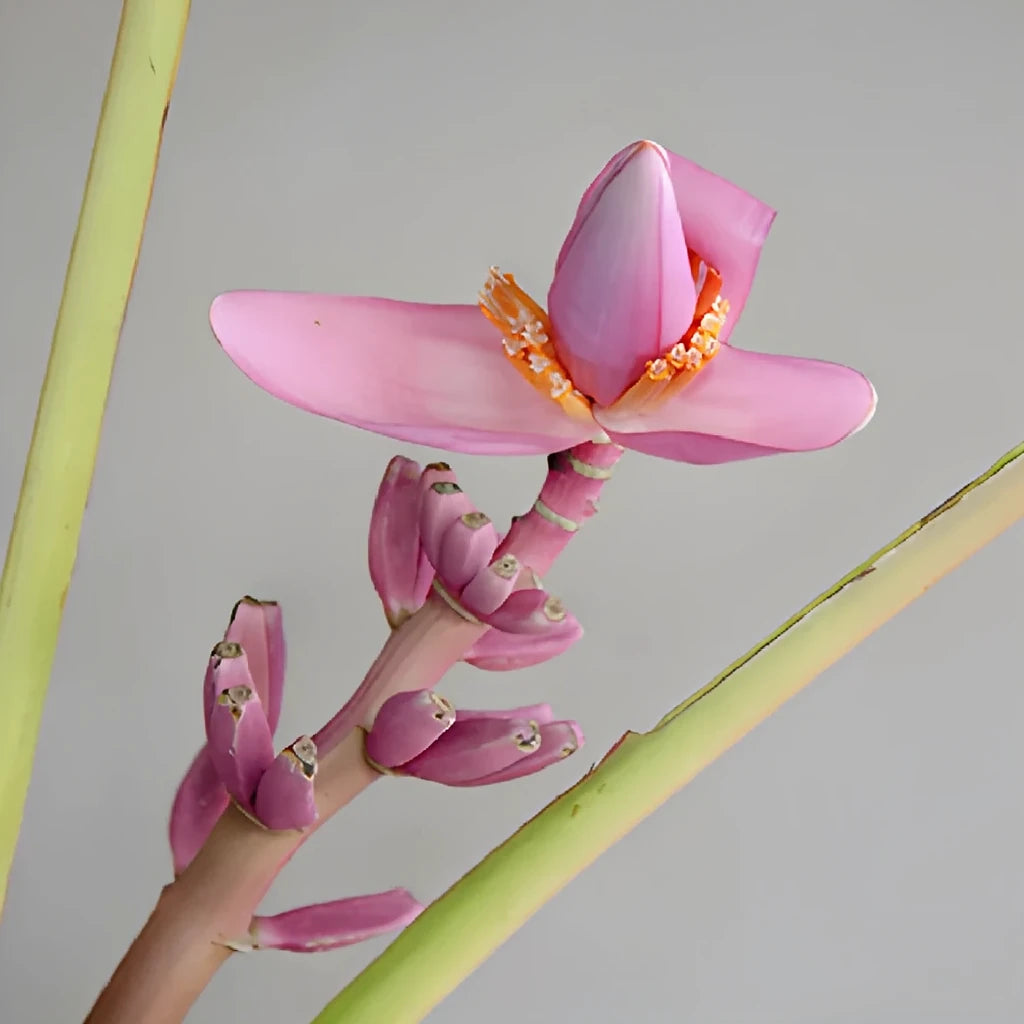 Musa Royal Tropicals - alternative 3