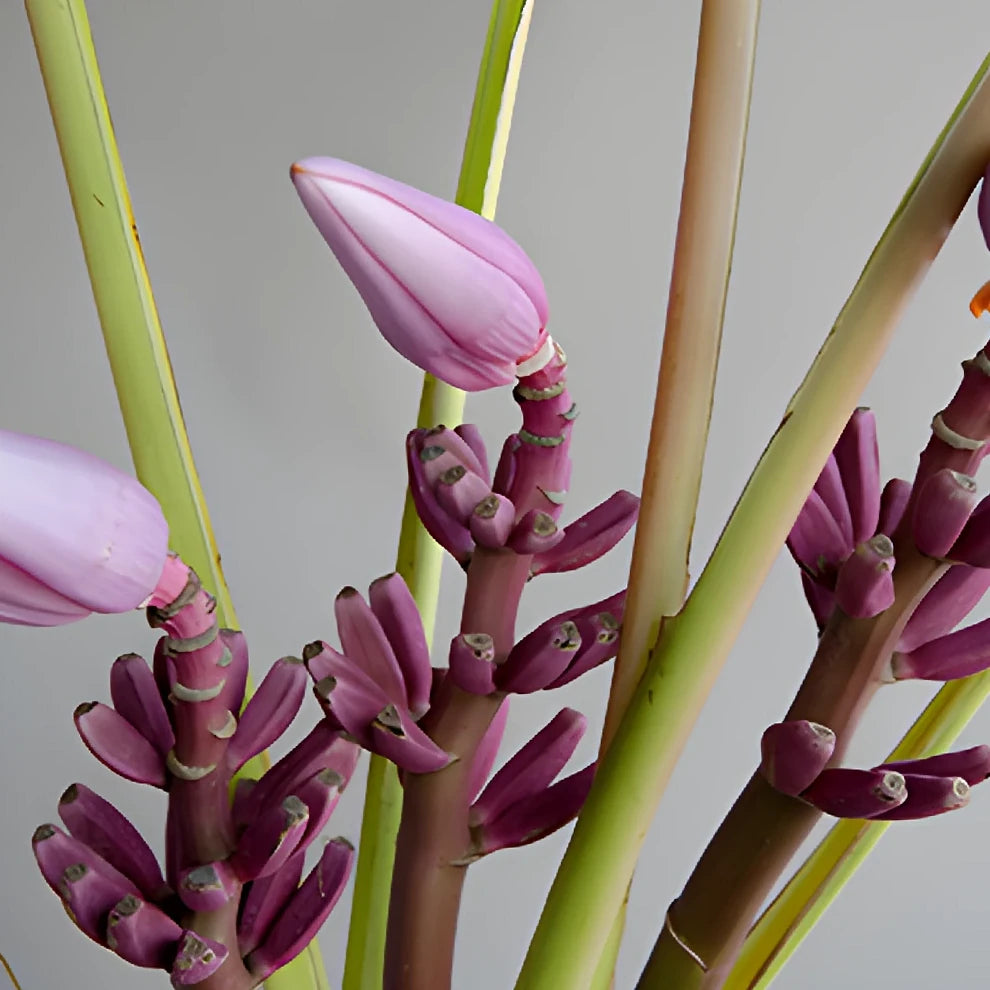 Musa Royal Tropicals - main
