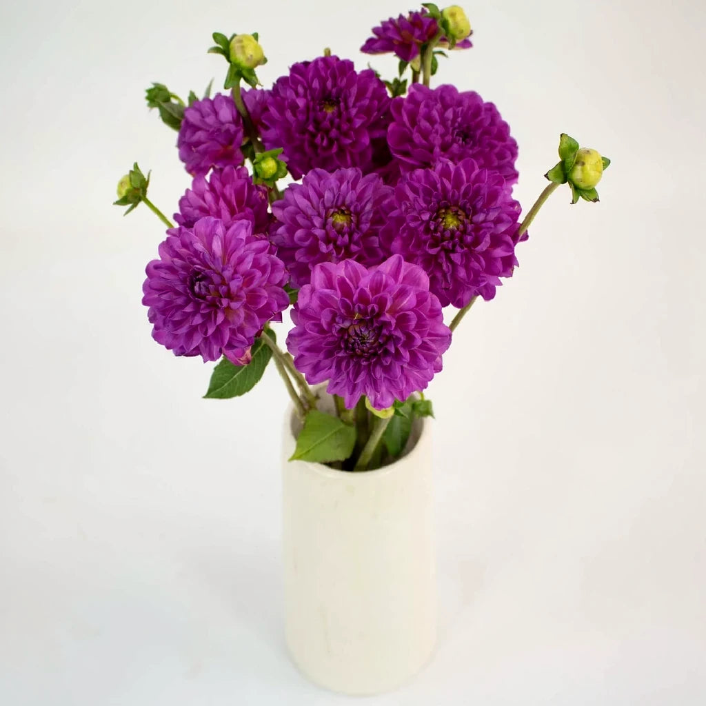 Purple Dahlias - alternative 2