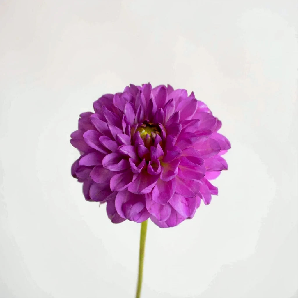 Purple Dahlias - alternative 1