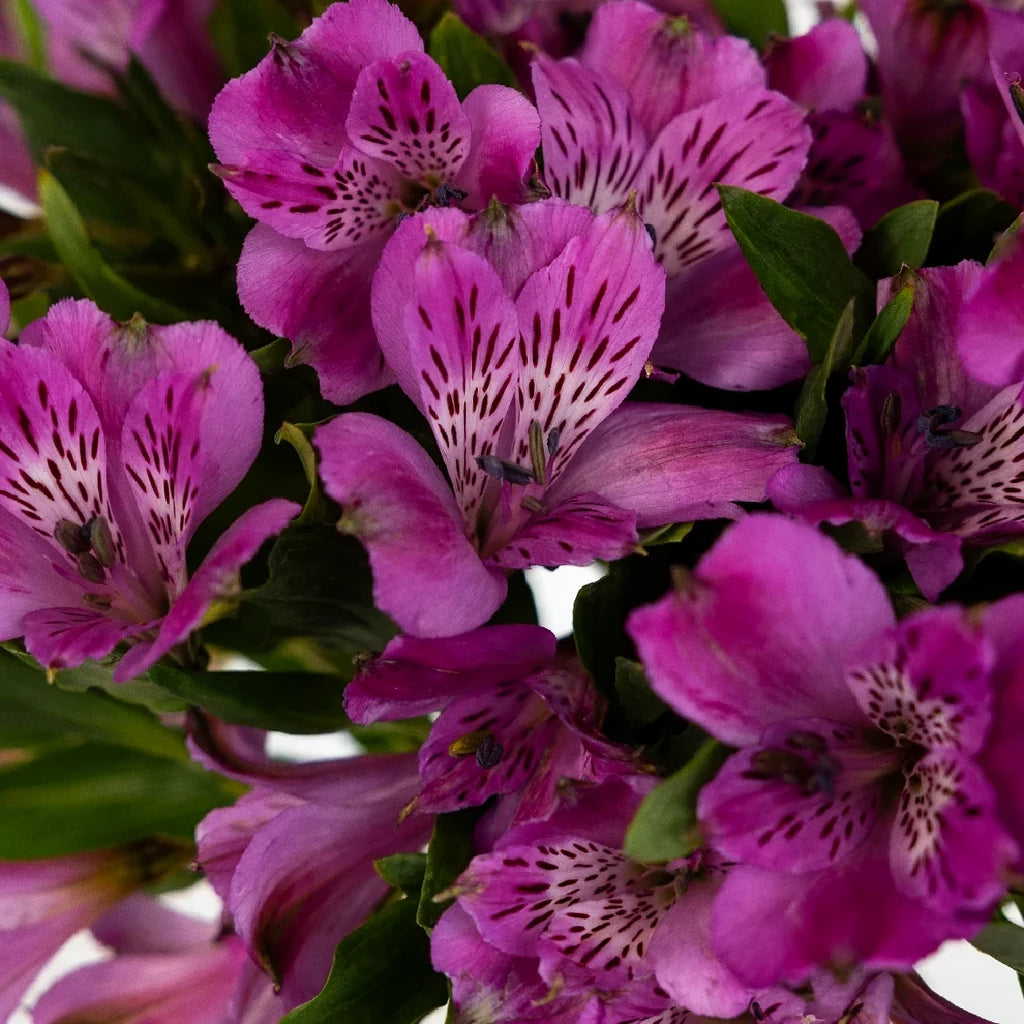 Purple Alstroemeria - main