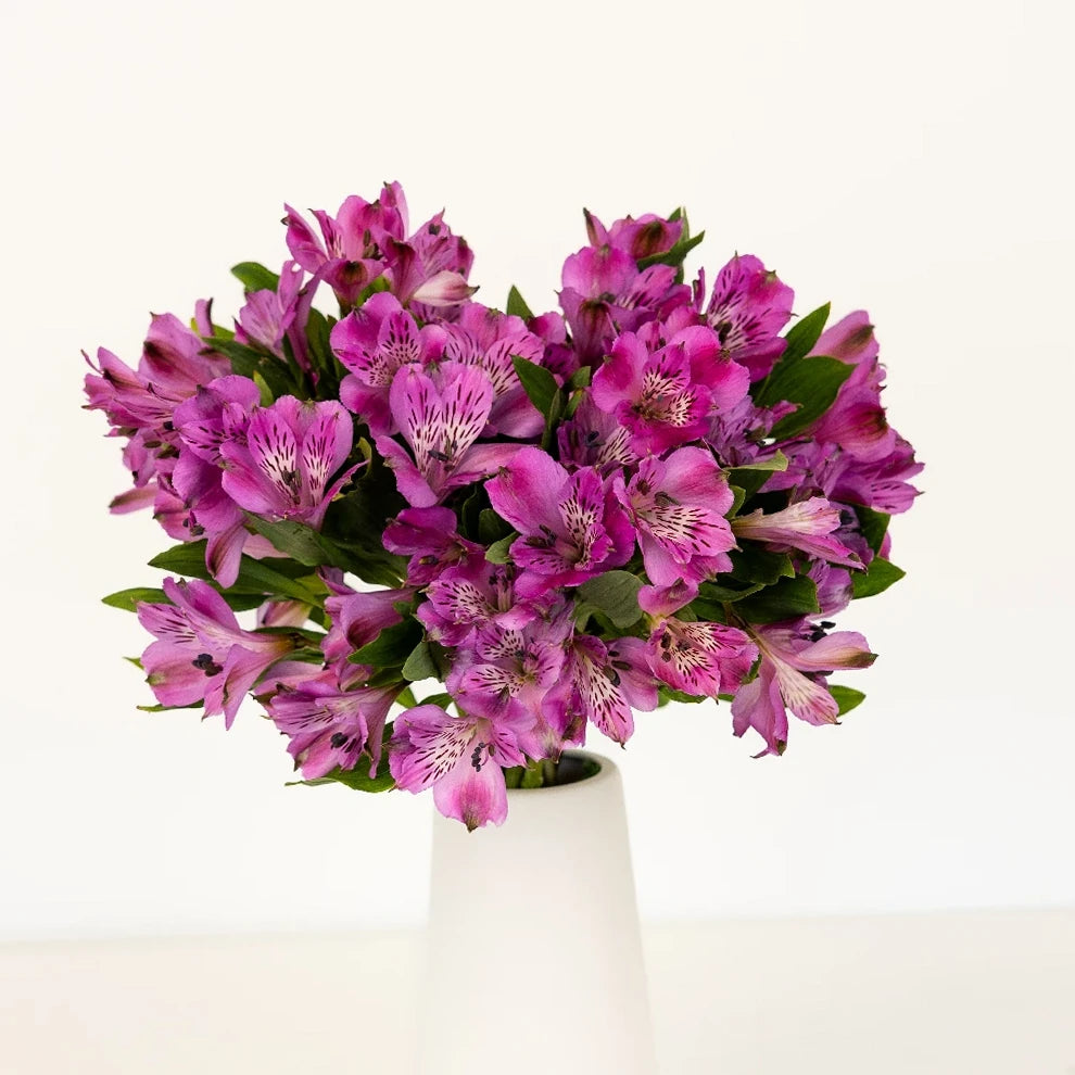 Purple Alstroemeria - alternative 2
