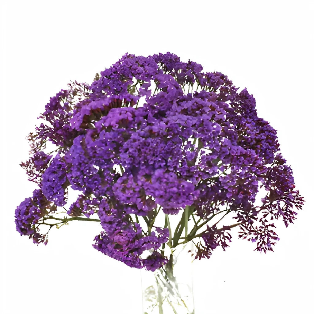 Purple Statice - alternative 1