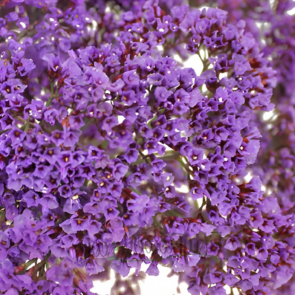 Purple Statice - alternative 2