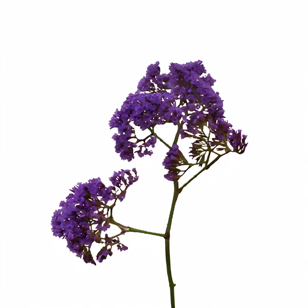 Purple Statice - main