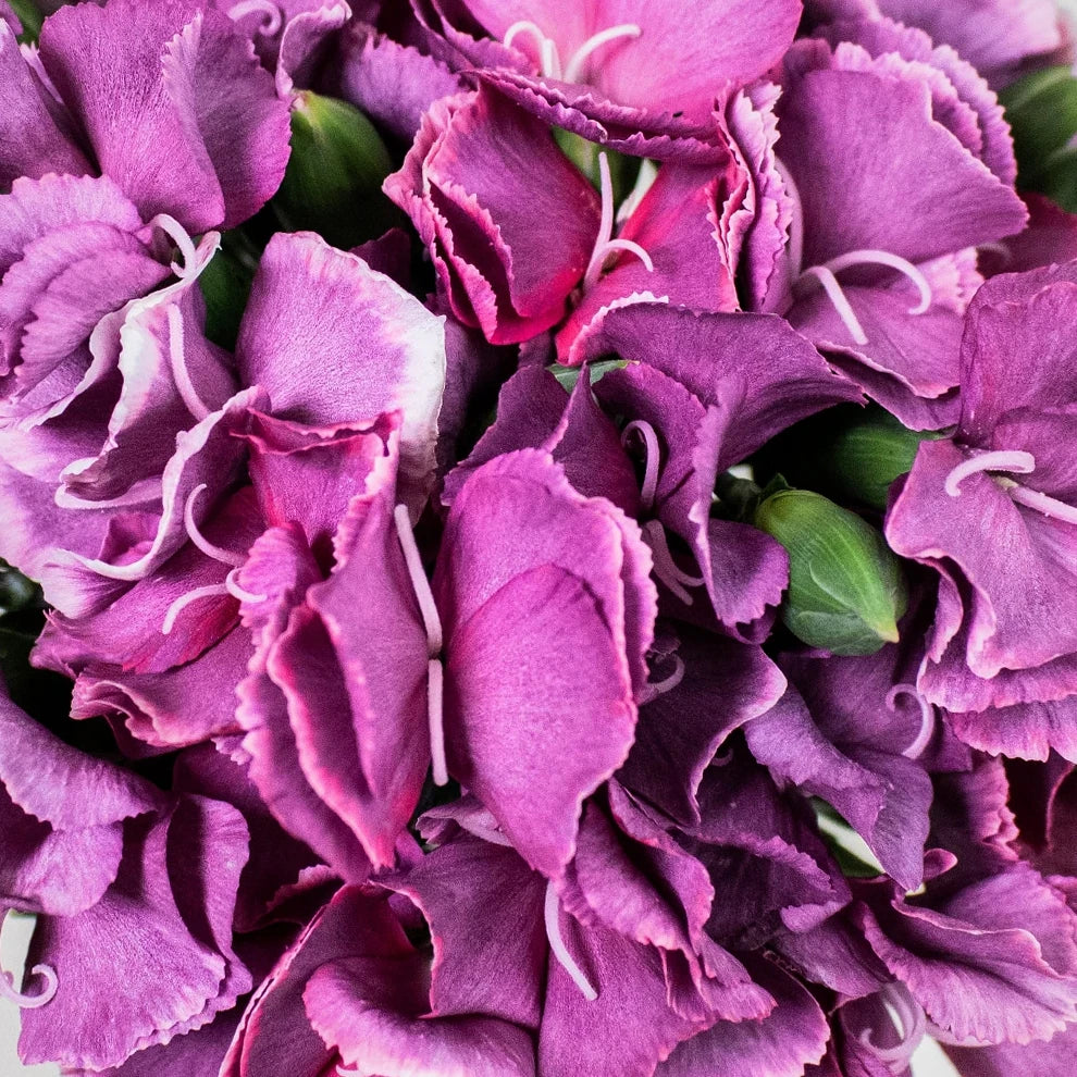 Solomio Bono Dianthus - main