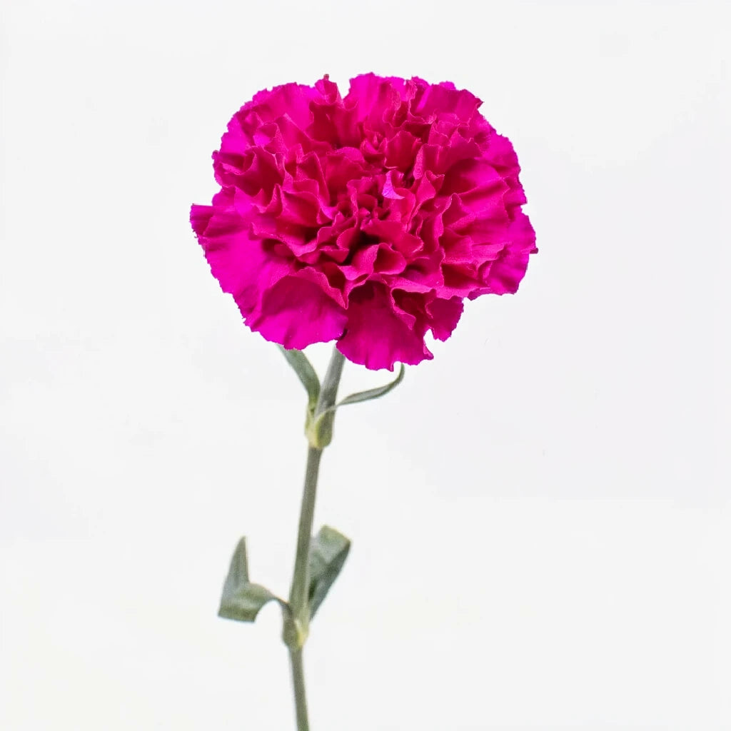 Monsenor Carnations - alternative 1