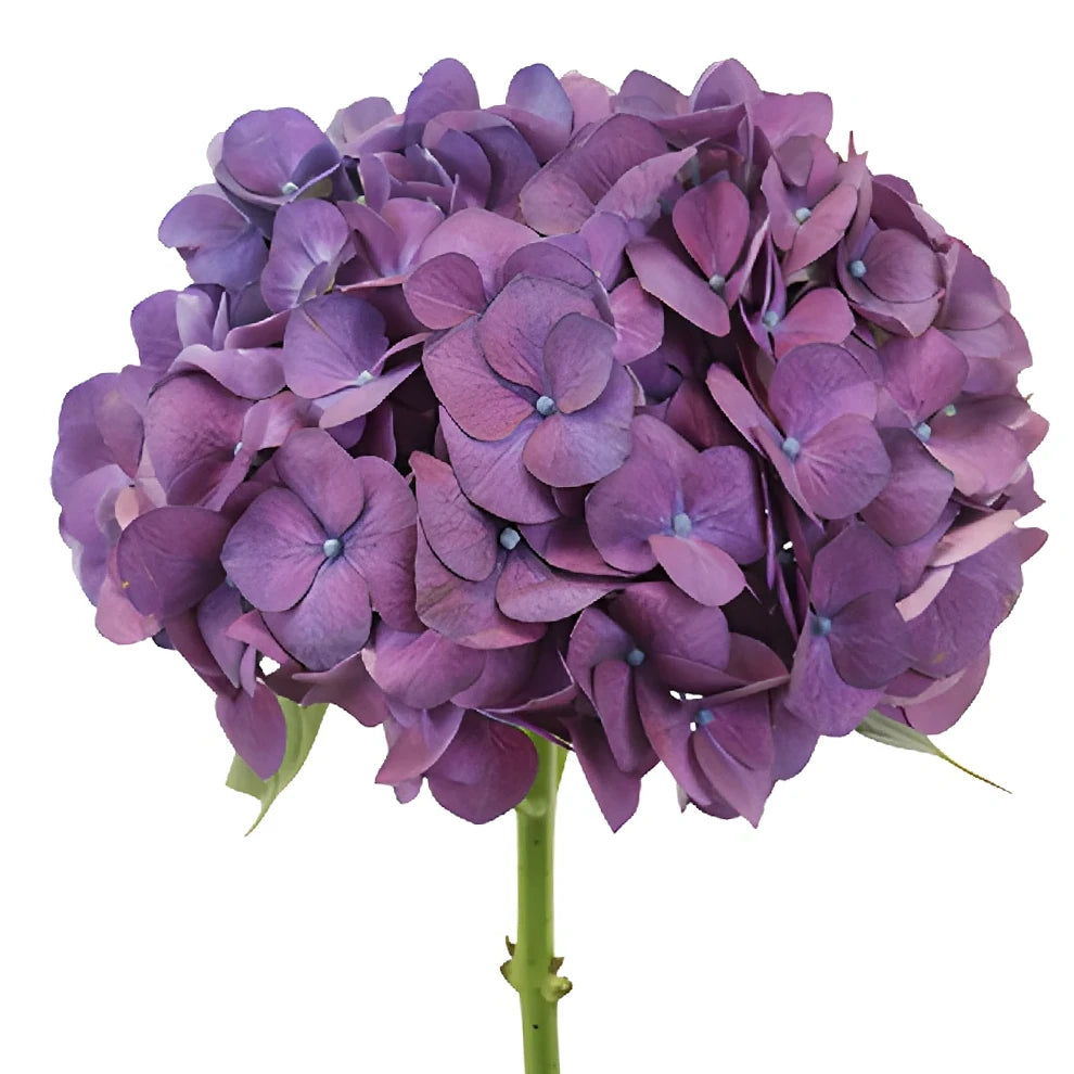 Purple Hydrangeas - alternative 1