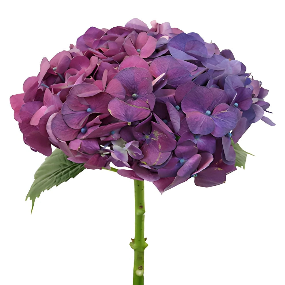 Purple Hydrangeas - alternative 3