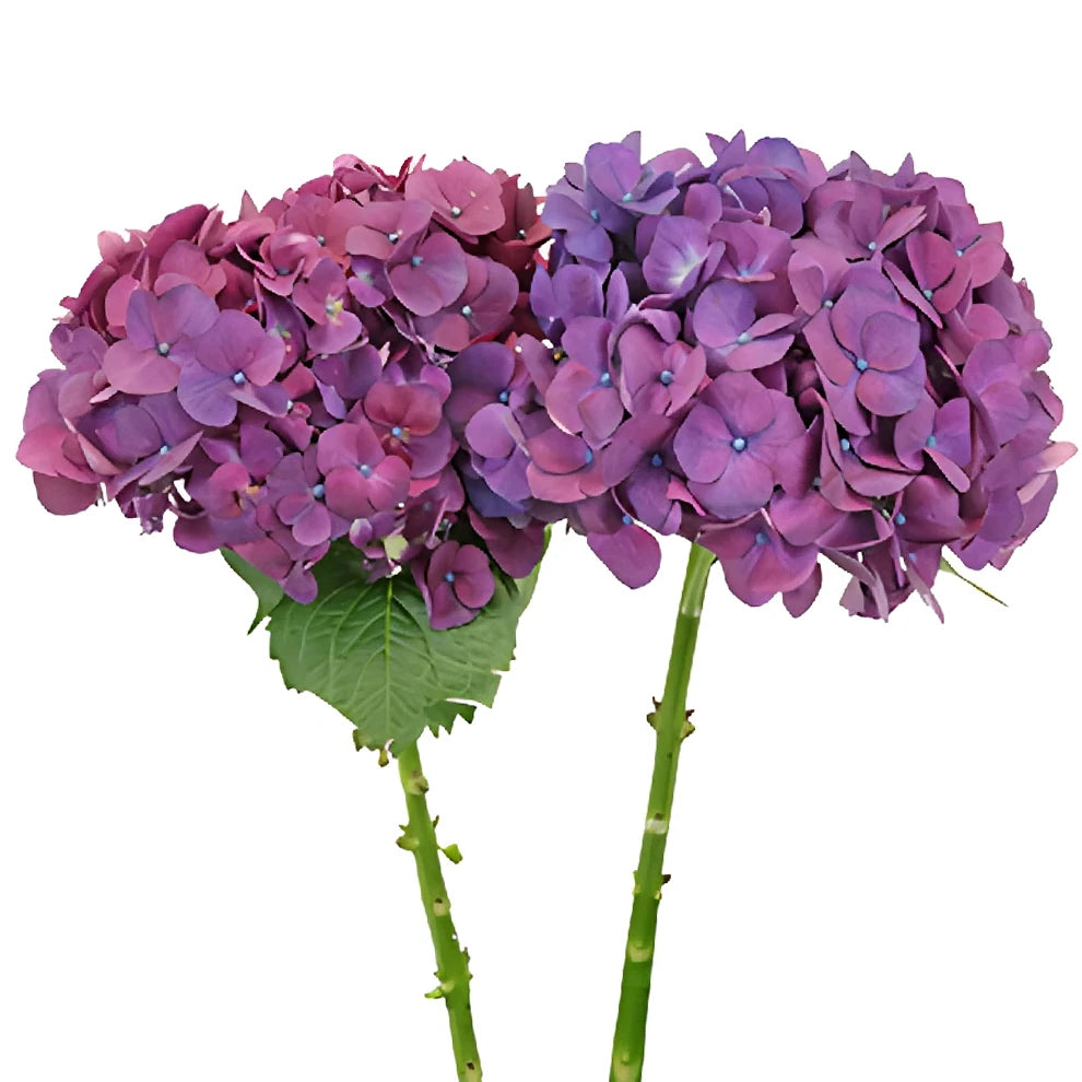 Purple Hydrangeas - alternative 2