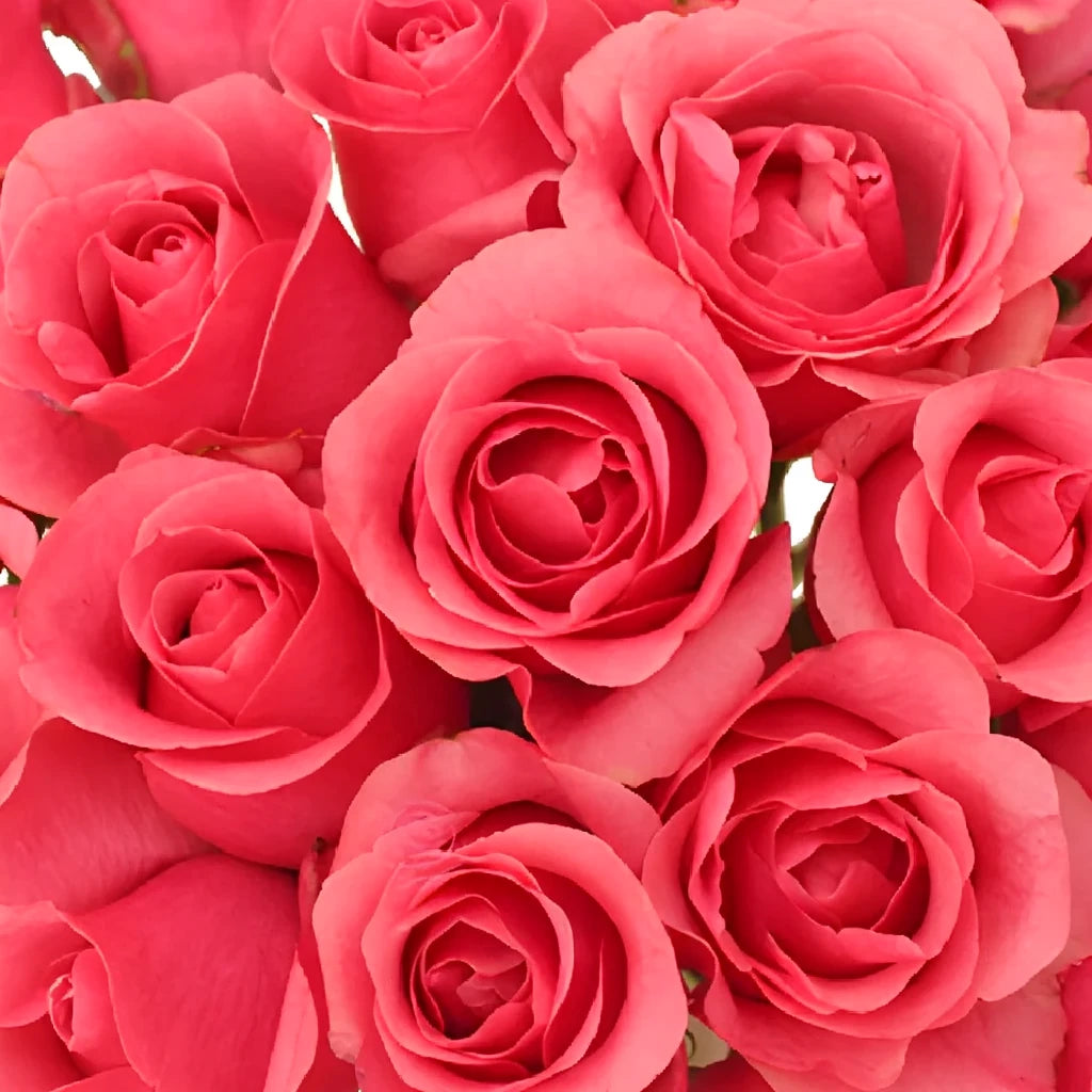 Queen Mary Roses Standard - main