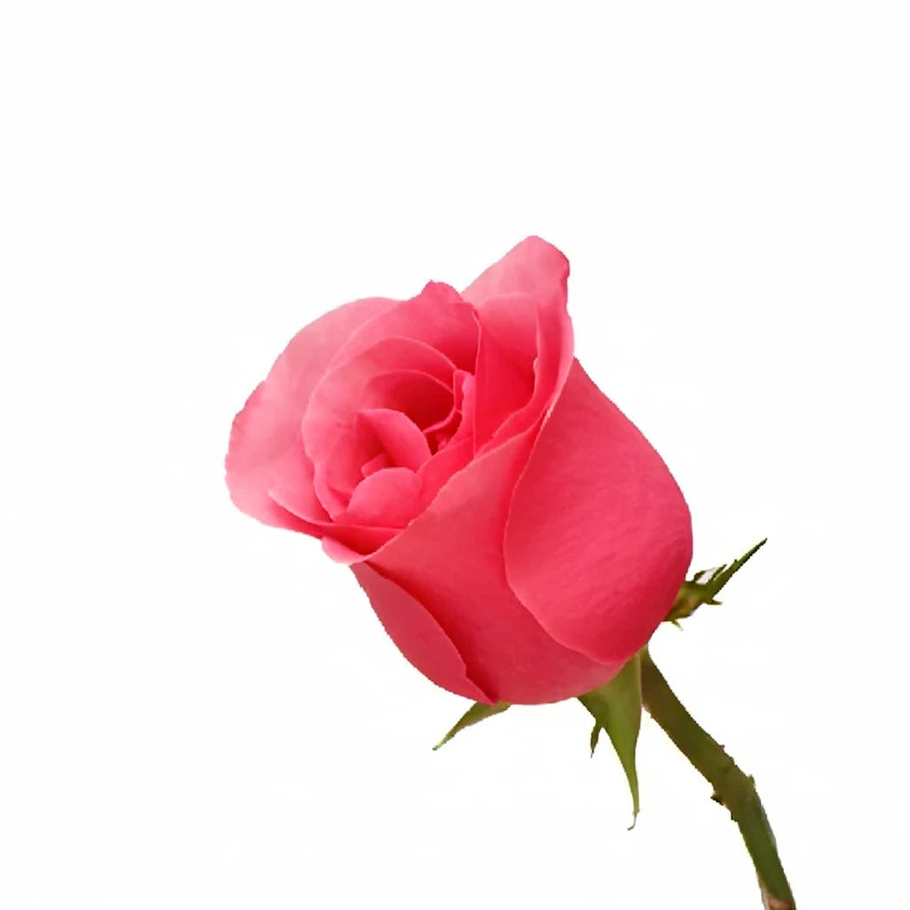 Queen Mary Roses Standard - alternative 1