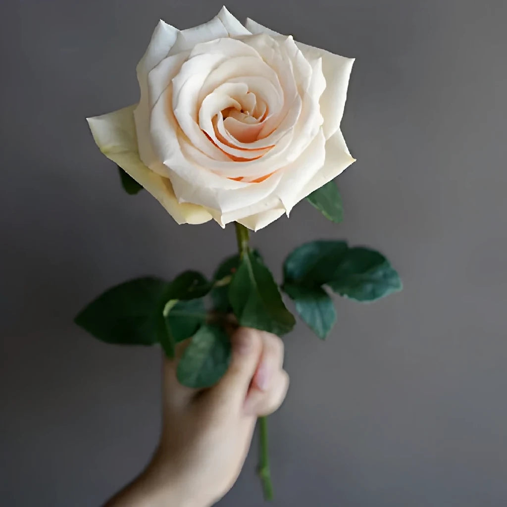 Queen of Pearl Roses Standard - alternative 2