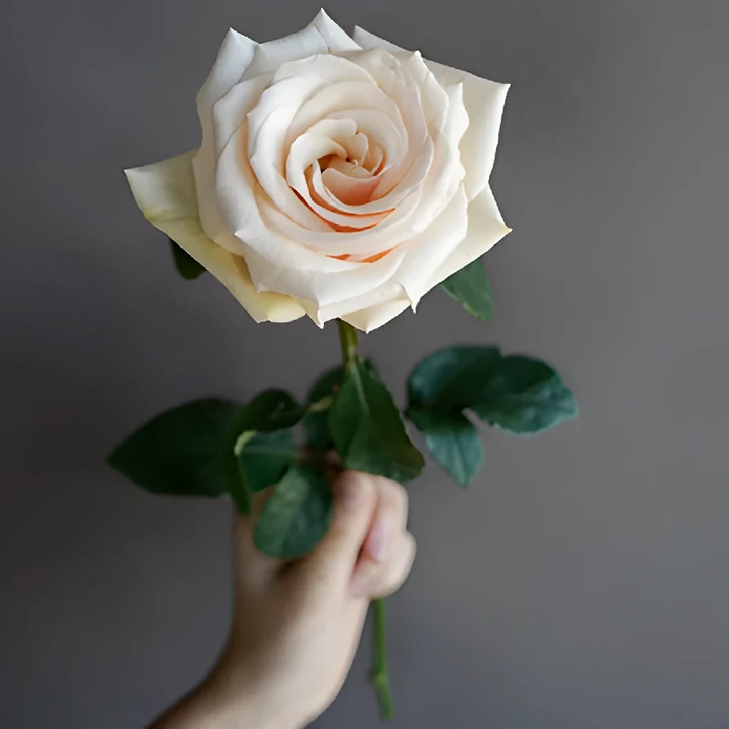 Pearl Finess Roses Standard - alternative 2