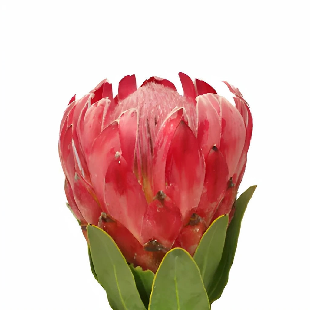 Queen Protea Tropicals - main